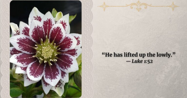 Beautiful white and rose open flower with green growth close up. Verse on side Luke about lifting up lowly.