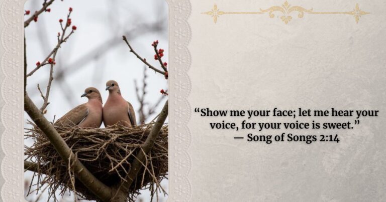 A nest with twigs and two mourning doves in them. Verse taken Song Of Songs