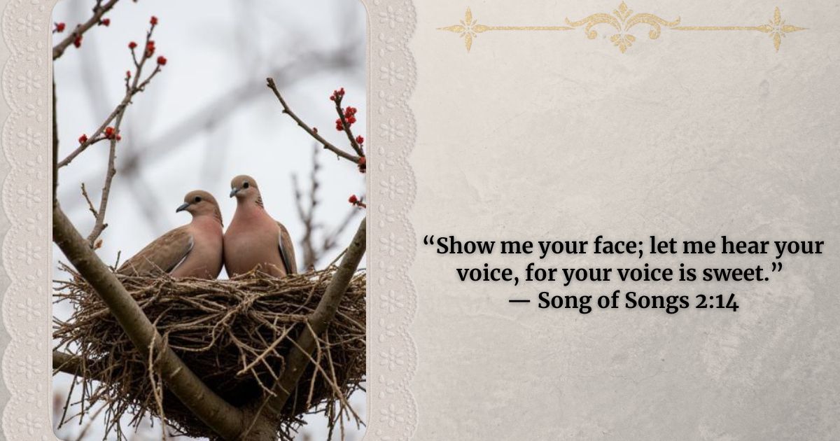 A nest with twigs and two mourning doves in them. Verse taken Song Of Songs